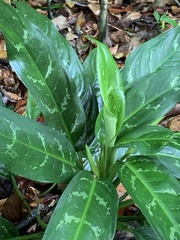 Aglaonema