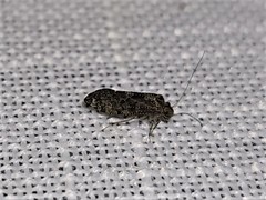 Nimbopsocus australis