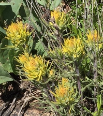 Castilleja flava