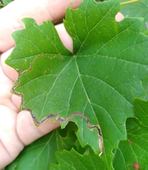 Phyllocnistis vitegenella