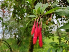Fuchsia loxensis
