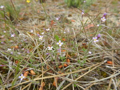 Malcolmia ramosissima