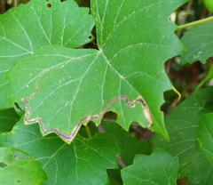 Phyllocnistis vitegenella