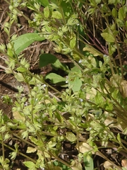 Trigonotis peduncularis