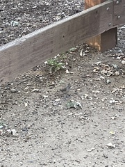 Baeolophus inornatus