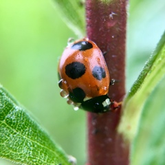 Coccinella septempunctata