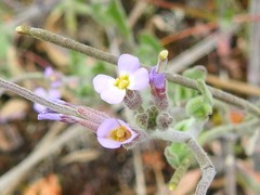 Malcolmia ramosissima