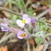 Malcolmia ramosissima - Photo (c) Pedro Beja, some rights reserved (CC BY-NC), uploaded by Pedro Beja