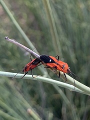 Oncopeltus sanguineolentus