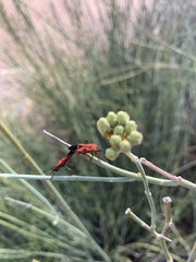 Oncopeltus sanguineolentus