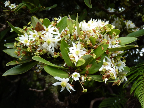 Image of Drimys Confertifolia (Drimys confertifolia) by (c) Patricio Novoa, some rights reserved (CC BY)