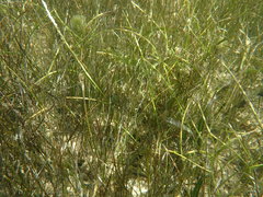 Halodule wrightii