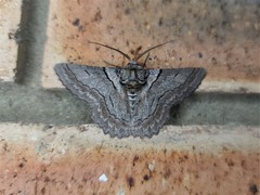 Hypobapta tachyhalotaria