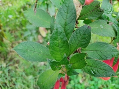 Fuchsia loxensis