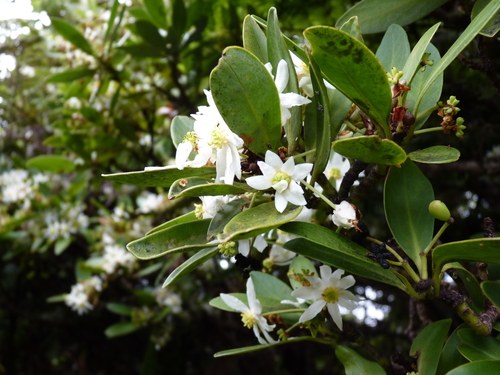 Image of Drimys Confertifolia (Drimys confertifolia) by (c) Patricio Novoa, some rights reserved (CC BY)