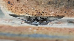 Hypobapta tachyhalotaria