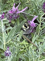 Bombus