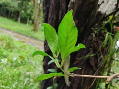 Fuchsia loxensis