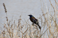 Quiscalus quiscula