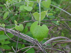 Aristolochia tomentosa