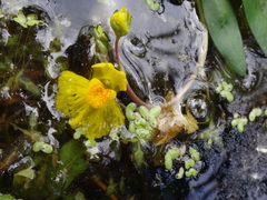 Utricularia