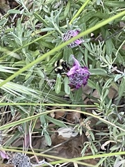 Bombus