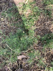 Cyclospermum leptophyllum