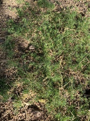 Cyclospermum leptophyllum