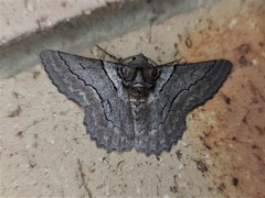 Hypobapta tachyhalotaria