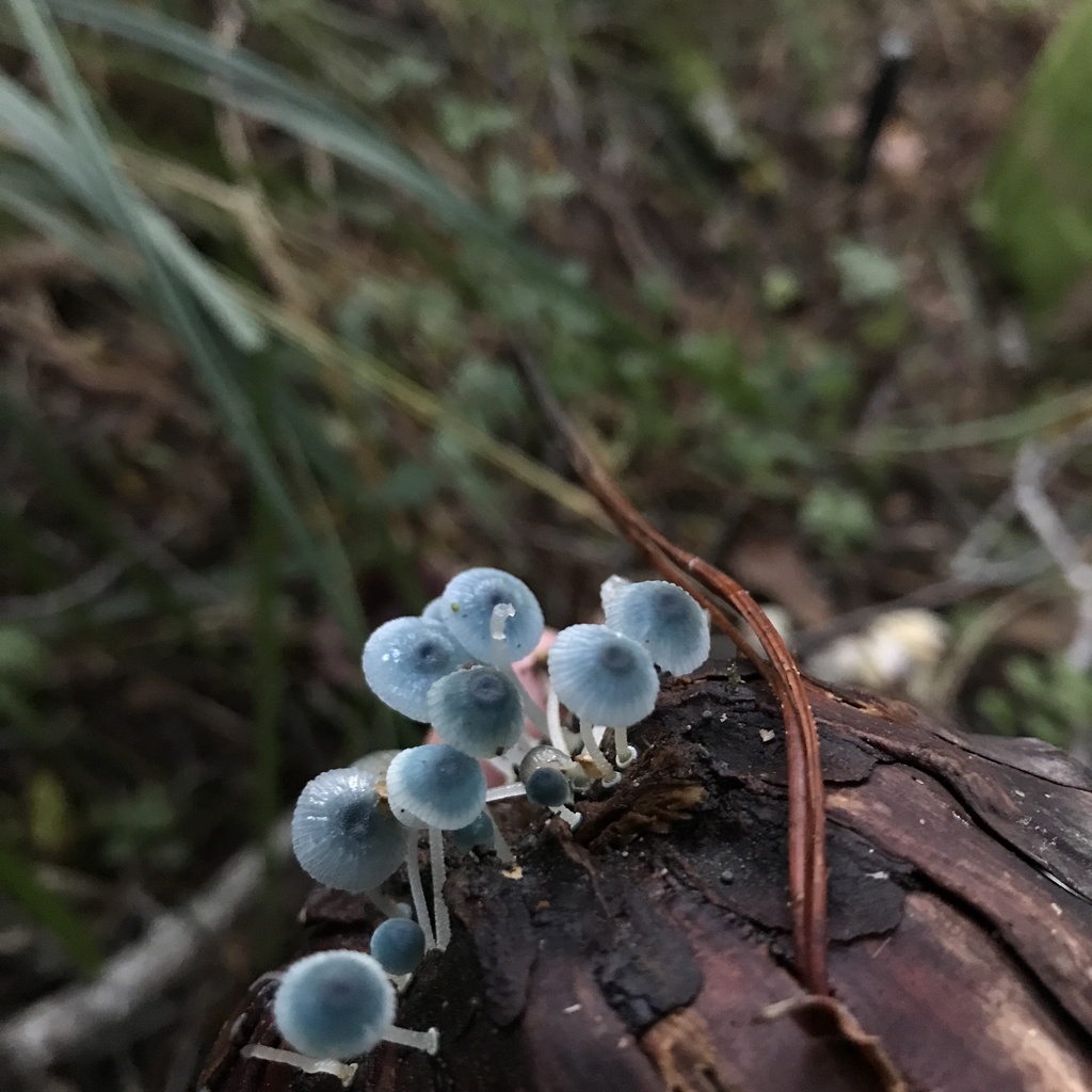 Mycena cyanocephala · April 2022 · photo: © cristianriquelme (iNaturalist, cc-by)
