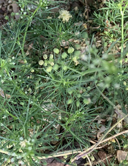 Cyclospermum leptophyllum