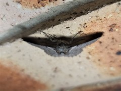 Hypobapta tachyhalotaria