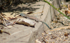 Aspidoscelis neomexicanus