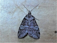 Hydriomena transfigurata