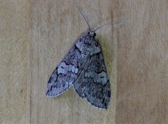 Hydriomena transfigurata