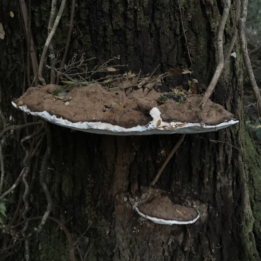 Ganoderma australe · April 2022 · photo: © cristianriquelme (iNaturalist, cc-by)