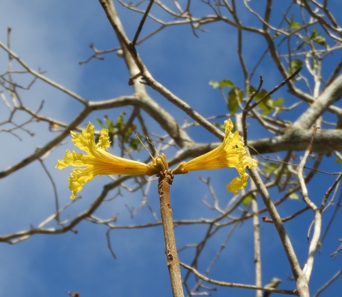 Handroanthus chrysanthus (Jacq.) S.O.Grose 2