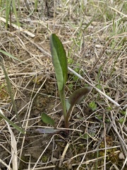 Mertensia virginica