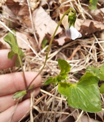 Viola arcuata