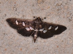 Desmia subdivisalis