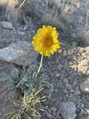 Enceliopsis nudicaulis