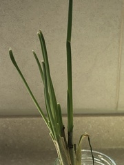 Liliopsida