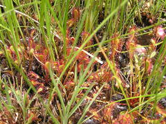 Drosera collinsiae