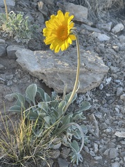 Enceliopsis nudicaulis