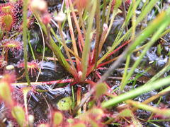Drosera collinsiae