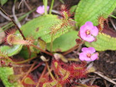 Drosera collinsiae
