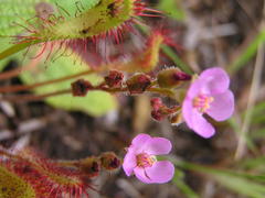 Drosera collinsiae