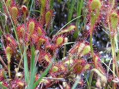 Drosera collinsiae