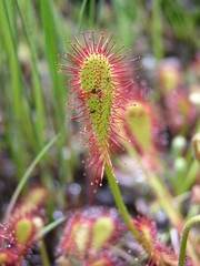 Drosera collinsiae