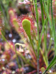 Drosera collinsiae